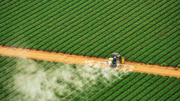 Best Pest Removal Services  in Norco, LA