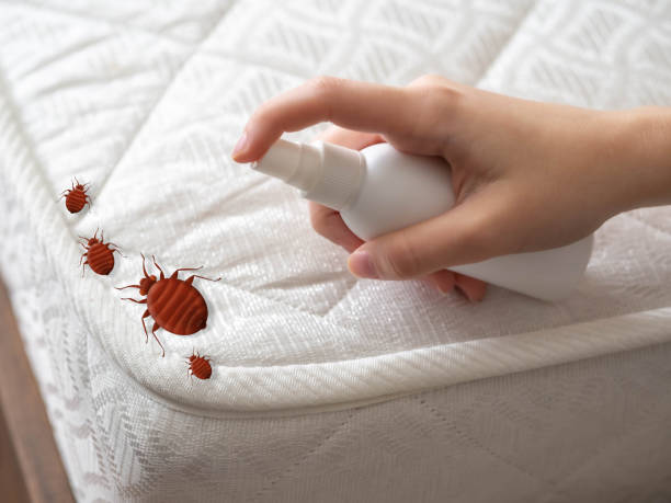 Professional Pest Control in Norco, LA